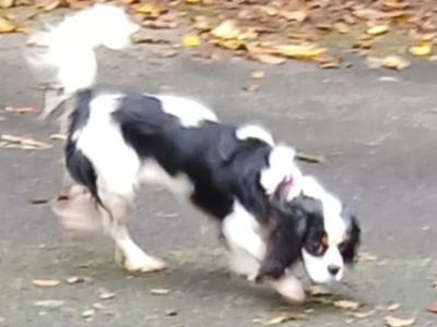 Purebred female Cavalier King Charles puppy 11 months old in Donegal