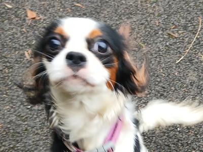 Purebred female Cavalier King Charles puppy 11 months old in Donegal