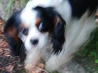 Purebred female Cavalier King Charles puppy 11 months old in Donegal