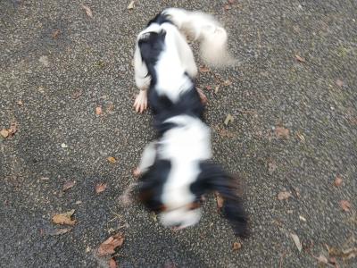 Purebred female Cavalier King Charles puppy 11 months old in Donegal