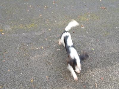 Purebred female Cavalier King Charles puppy 11 months old in Donegal