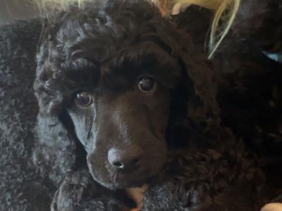 IKC Registered Standard Black Poodle puppies in Donegal. IKC health tested Parents ❤️