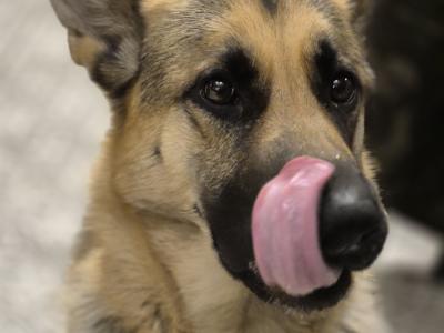 German Shepherd pups for sale in Tipperary