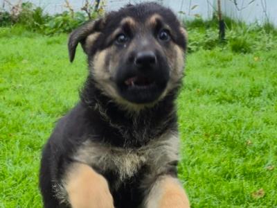 German Shepherd pups for sale in Tipperary