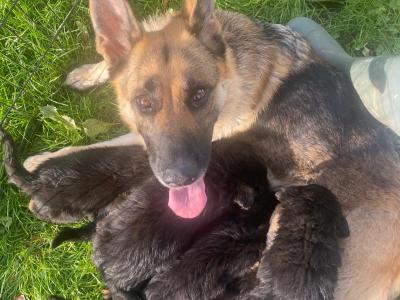 German Shepherd pups for sale in Tipperary