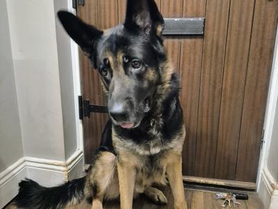 German Shepherd pups for sale in Tipperary