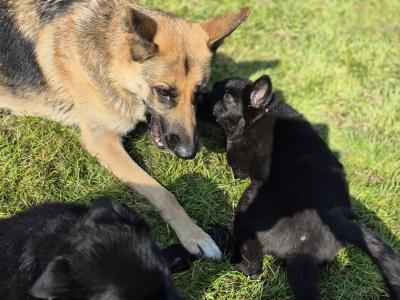 German Shepherd pups for sale in Tipperary