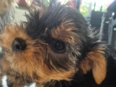 Yorkshire Terrier puppies in Cork