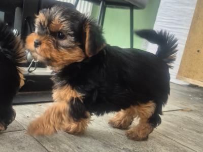 Yorkshire Terrier puppies in Cork