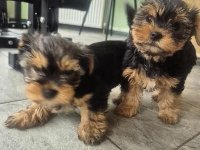 Yorkshire Terrier puppies in Cork