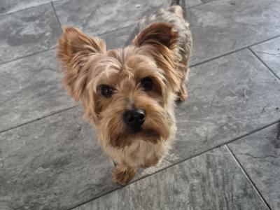 Yorkshire Terrier puppies in Cork