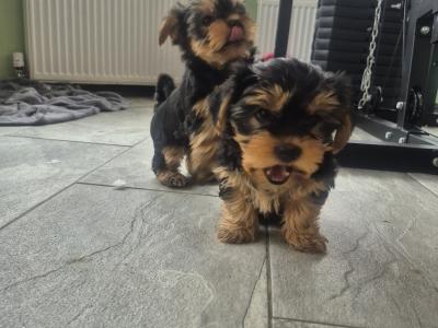 Yorkshire Terrier puppies in Cork