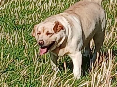 Lovely Pedrigee IKC Registered female Labrador dog in Cork