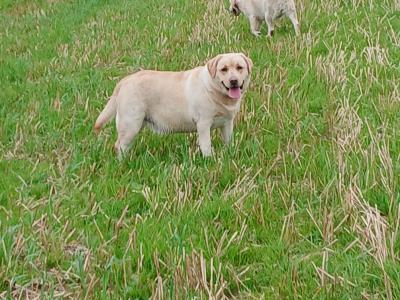 Lovely Pedrigee IKC Registered female Labrador dog in Cork