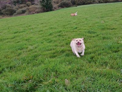 Lovely Pedrigee IKC Registered female Labrador dog in Cork