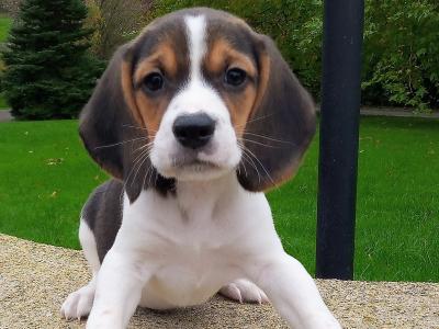 Beagle puppies available in Cavan