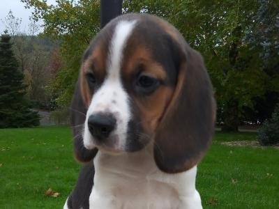 Beagle puppies available in Cavan