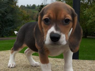 Beagle puppies available in Cavan