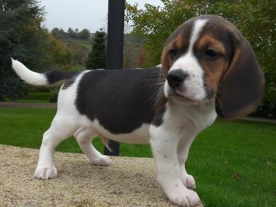 Beagle puppies available in Cavan