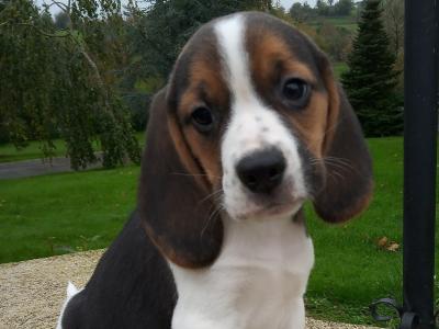 Beagle puppies available in Cavan