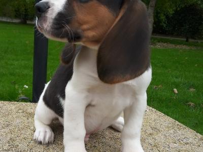 Beagle puppies available in Cavan