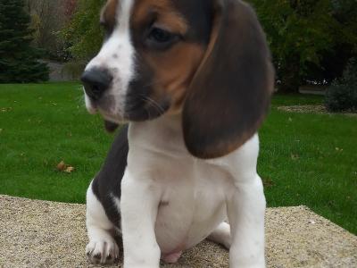 Beagle puppies available in Cavan