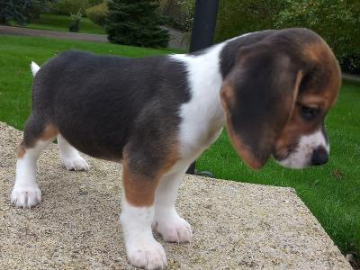 Beagle puppies available in Cavan