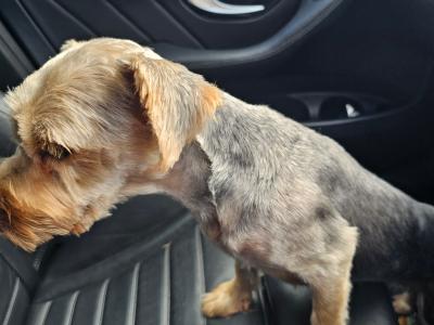 Fido is a male Yorkshire Terrier mix in Cork looking for a new home