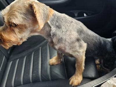 Fido is a male Yorkshire Terrier mix in Cork looking for a new home