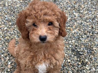 Gorgeous Cavapoo puppies in Meath