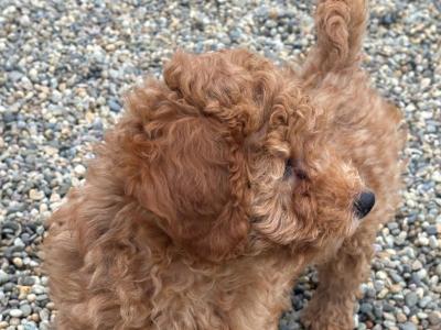 Gorgeous Cavapoo puppies in Meath