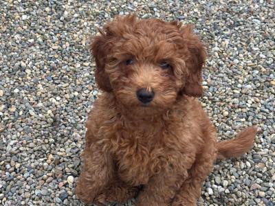 Gorgeous Cavapoo puppies in Meath