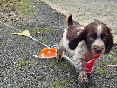 Beautiful IKC Registered Cocker Spaniel puppies in Galway
