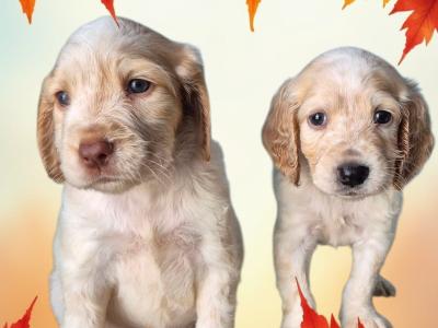 Beautiful IKC Registered Cocker Spaniel puppies in Galway