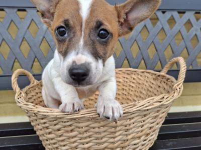 Male Jack Russell puppy in Cork