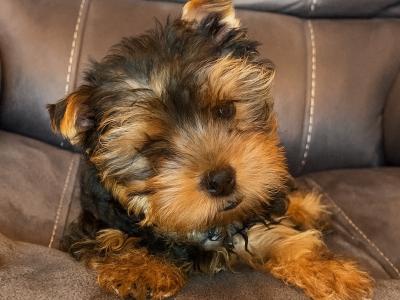 Miniature male Yorkshire Terrier puppy in Kerry
