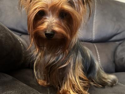 Miniature male Yorkshire Terrier puppy in Kerry