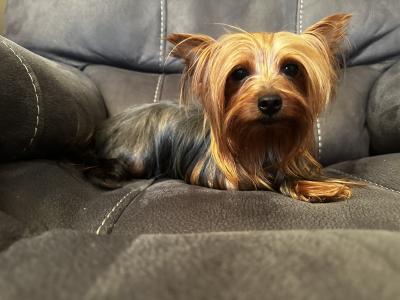 Miniature male Yorkshire Terrier puppy in Kerry