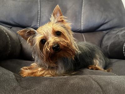 Miniature male Yorkshire Terrier puppy in Kerry