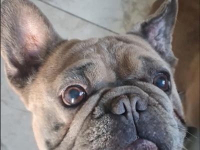 IKC Registered male French Bulldog in Westmeath for Loving home
