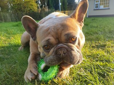 IKC Registered male French Bulldog in Westmeath for Loving home