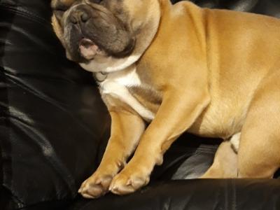 IKC Registered male French Bulldog in Westmeath for Loving home