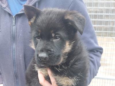 IKC Registered German Shephard puppies in Louth €750