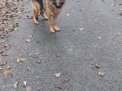 IKC Registered German Shephard puppies in Louth €750