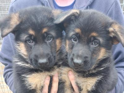 IKC Registered German Shephard puppies in Louth €750