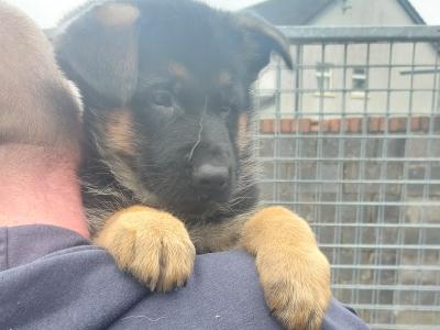 IKC Registered German Shephard puppies in Louth €750