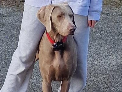 Willow is an IKC Registered female Weimaraner puppy 12 months old in Wicklow