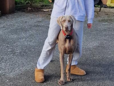 Willow is an IKC Registered female Weimaraner puppy 12 months old in Wicklow