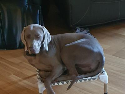 Willow is an IKC Registered female Weimaraner puppy 12 months old in Wicklow