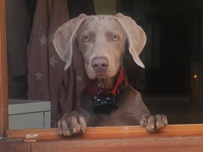 Willow is an IKC Registered female Weimaraner puppy 12 months old in Wicklow